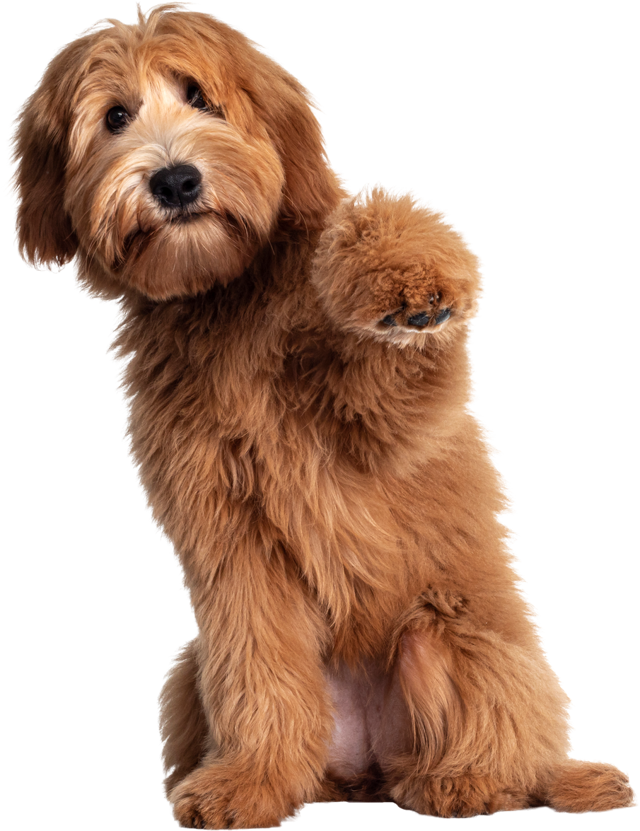 Pretty Labradoodle / Cobberdog on Transparent