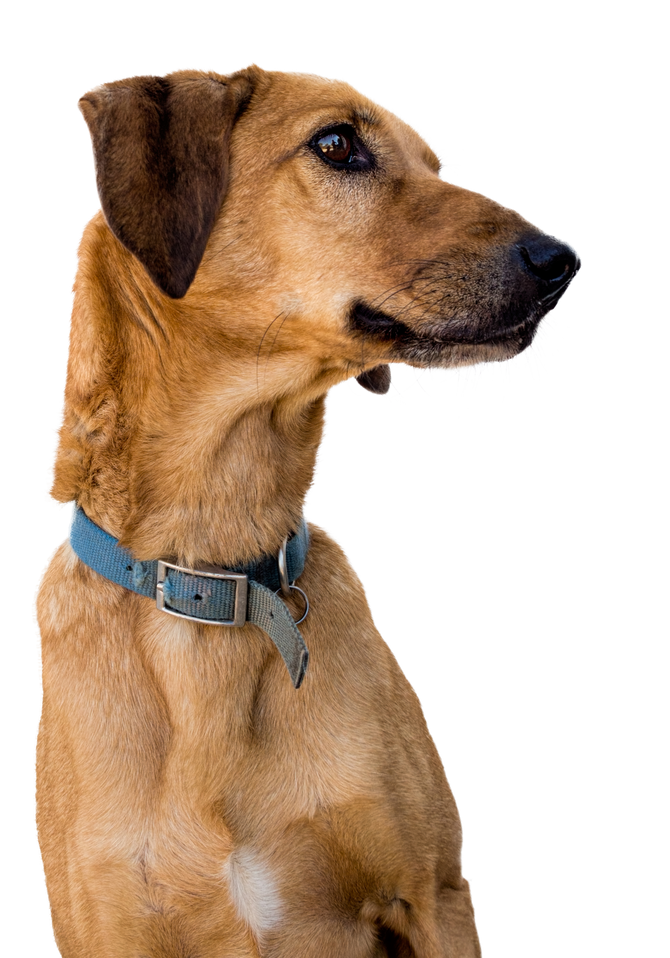 Brown Mongrel Pet Dog, Cutout